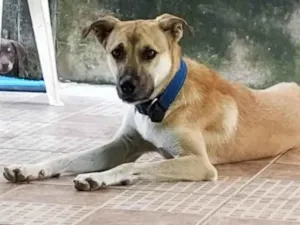 Cachorro raça SRD-ViraLata idade 6 ou mais anos nome Jhow