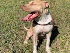 Cachorro raça Pit-Bull idade 7 a 11 meses nome Koda 