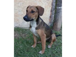 Cachorro raça SRD-ViraLata idade 7 a 11 meses nome Nina