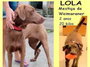 Cachorro raça SRD-ViraLata idade 2 anos nome Lola 