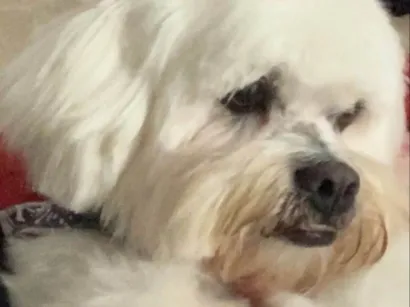 Cachorro raça Lhasa Apso idade 6 ou mais anos nome Bob 