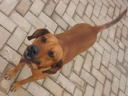 Cachorro raça SRD-ViraLata idade 1 ano nome Costela