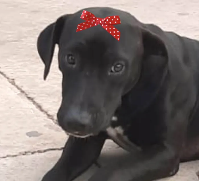 Cachorro ra a SRD-ViraLata idade 1 ano nome Gaia 