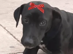 Cachorro raça SRD-ViraLata idade 1 ano nome Gaia 