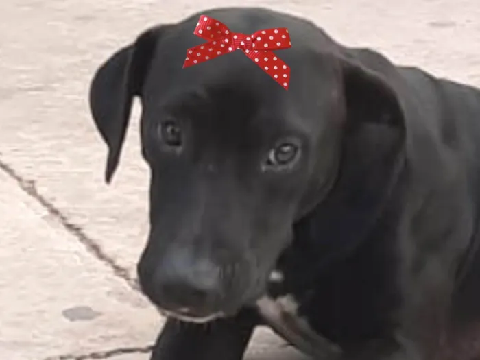 Cachorro ra a SRD-ViraLata idade 1 ano nome Gaia 