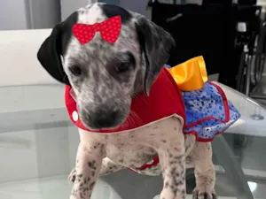 Cachorro raça SRD-ViraLata idade 2 a 6 meses nome Maya 