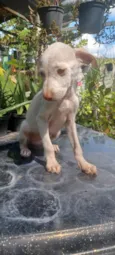 Alegria