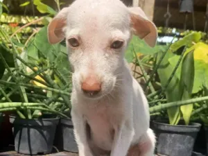 Cachorro raça SRD-ViraLata idade 2 a 6 meses nome Alegria 