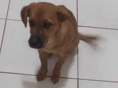 Cachorro raça SRD-ViraLata idade 2 a 6 meses nome Bob