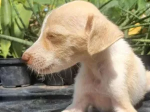 Cachorro raça SRD-ViraLata idade 2 a 6 meses nome Dom