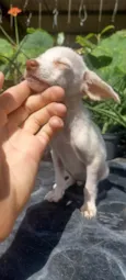 Bibi
