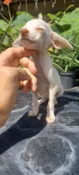 Bibi