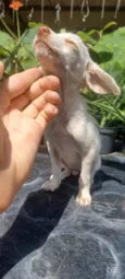 Bibi