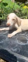 Farofa