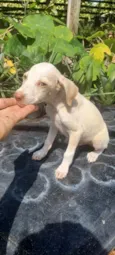 Farofa