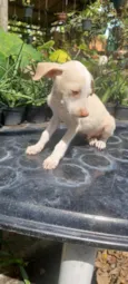 Farofa