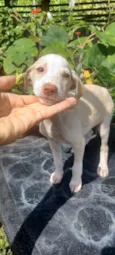 Farofa