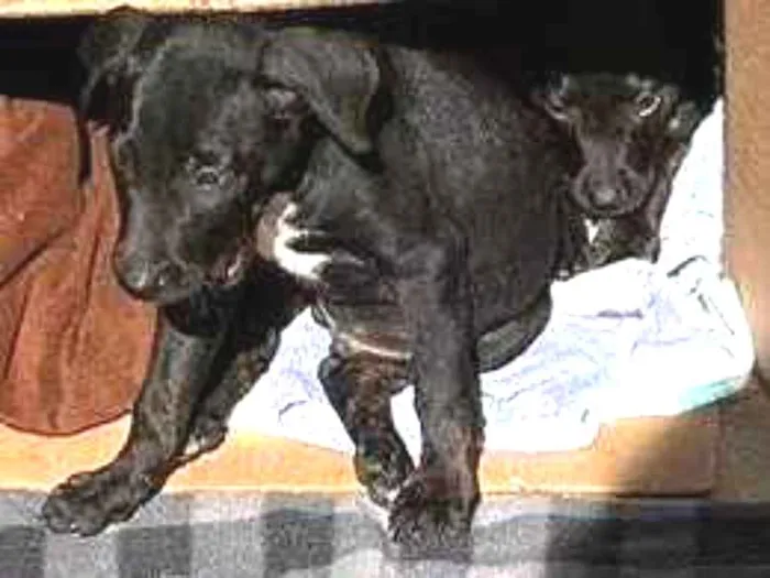 Cachorro ra a SRD-ViraLata idade 2 a 6 meses nome Pedro e Camila