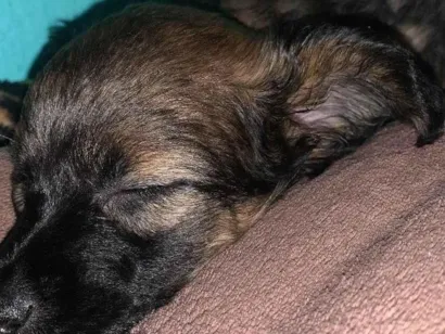 Cachorro raça SRD-ViraLata idade 7 a 11 meses nome Neném 