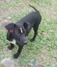 Pretinha
