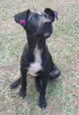 Pretinha
