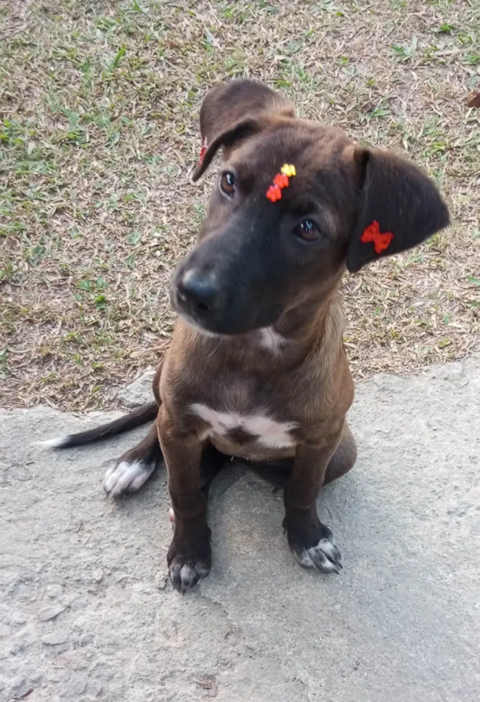 Cachorro ra a SRD-ViraLata idade 2 a 6 meses nome Juju 