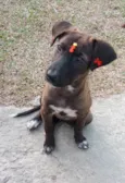 Juju