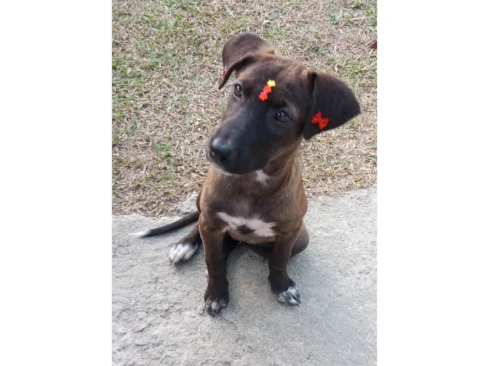 Cachorro ra a SRD-ViraLata idade 2 a 6 meses nome Juju 