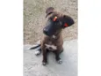 Juju