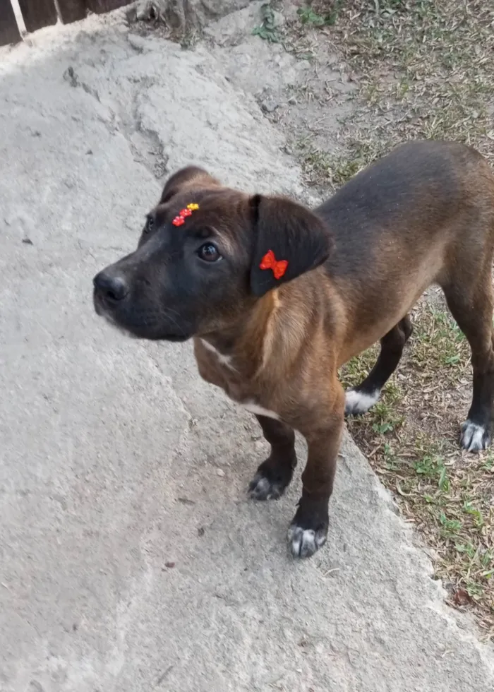 Cachorro ra a SRD-ViraLata idade 2 a 6 meses nome Juju 