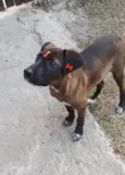 Juju