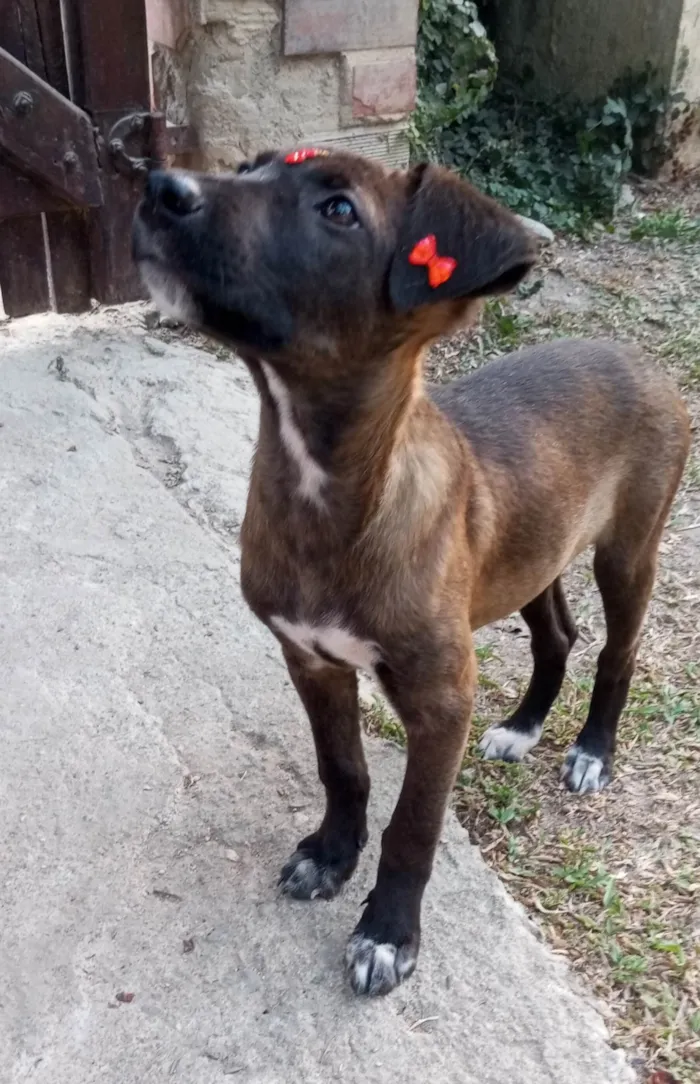 Cachorro ra a SRD-ViraLata idade 2 a 6 meses nome Juju 