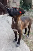 Juju