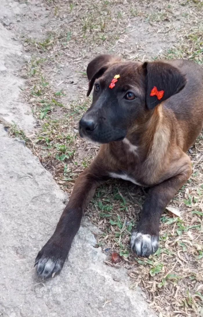 Cachorro ra a SRD-ViraLata idade 2 a 6 meses nome Juju 