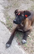 Juju