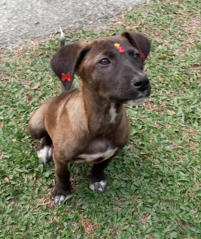 Cachorro ra a SRD-ViraLata idade 2 a 6 meses nome Juju 