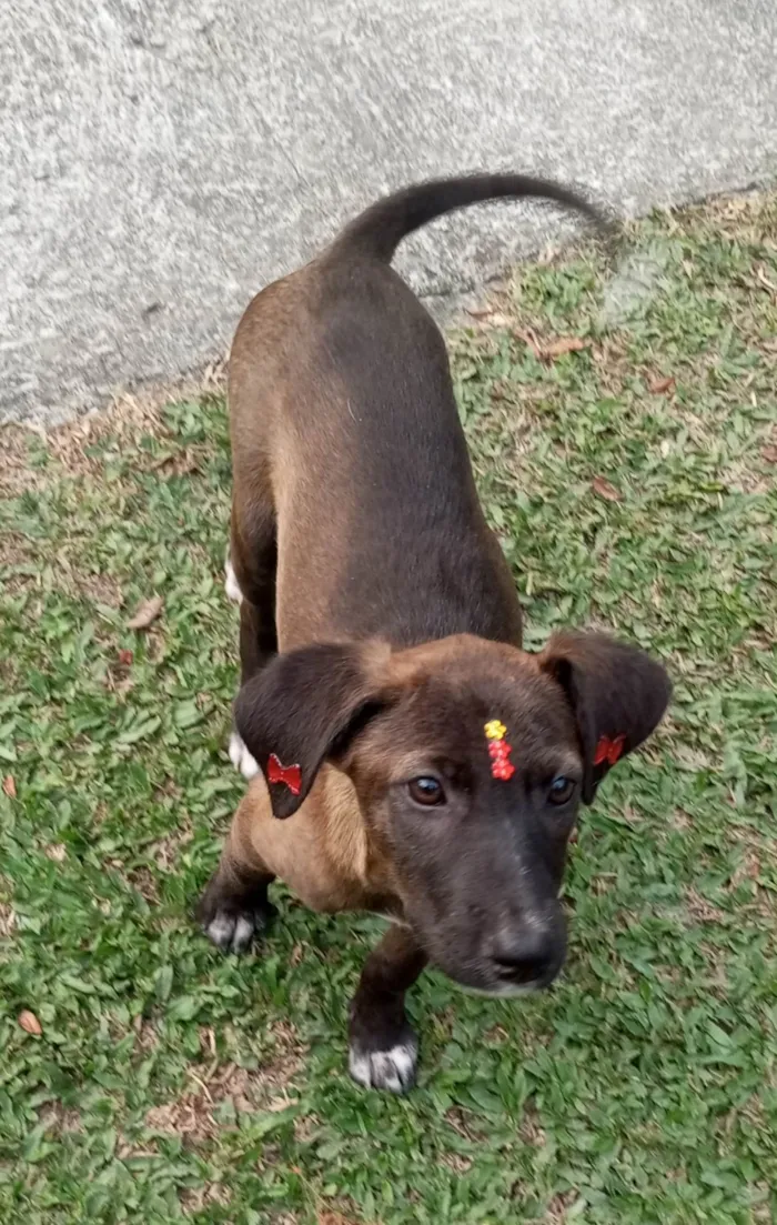 Cachorro ra a SRD-ViraLata idade 2 a 6 meses nome Juju 