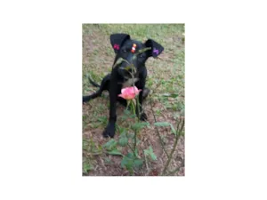 Cachorro raça SRD-ViraLata idade 2 a 6 meses nome Pretinha 
