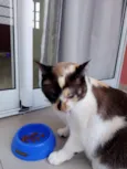 Izzy