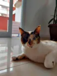 Izzy