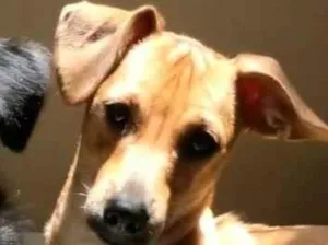 Cachorro raça SRD-ViraLata idade 7 a 11 meses nome MAX