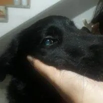 Cachorro ra a SRD-ViraLata idade 1 ano nome sem nome