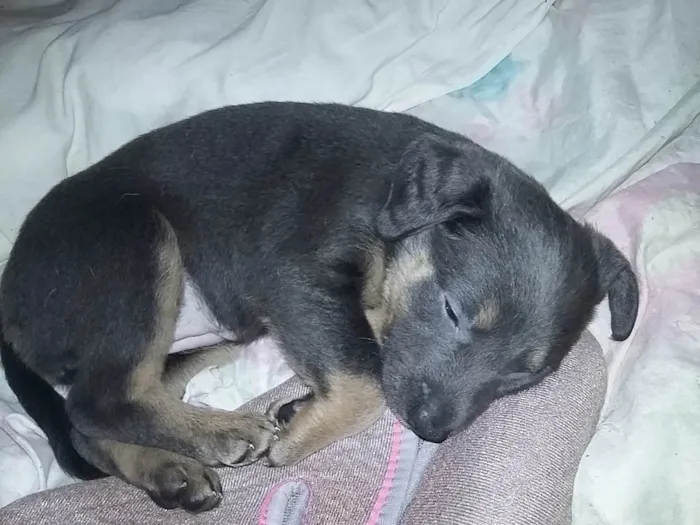 Cachorro ra a SRD-ViraLata idade Abaixo de 2 meses nome sem nome