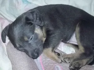 Cachorro raça SRD-ViraLata idade Abaixo de 2 meses nome sem nome