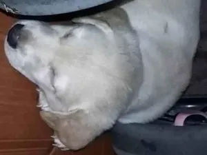 Cachorro raça SRD-ViraLata idade Abaixo de 2 meses nome sem nome