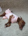Pequena.