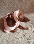Pequena.