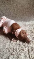 Pequena.