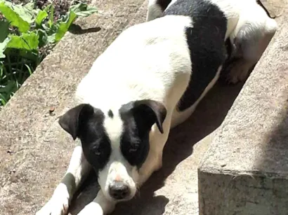 Cachorro raça SRD-ViraLata idade 2 anos nome MAXUEL