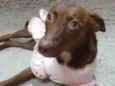 Pequena.